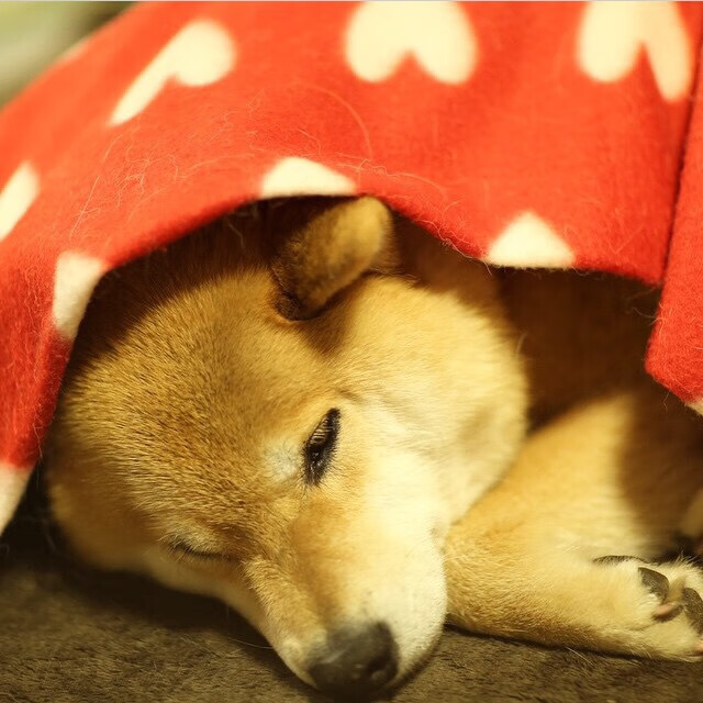 爱游戏体育在线app-哥伦比亚队前锋苏亚雷斯在巴黎奥运会上表现出色，哥伦比亚队迪亚斯