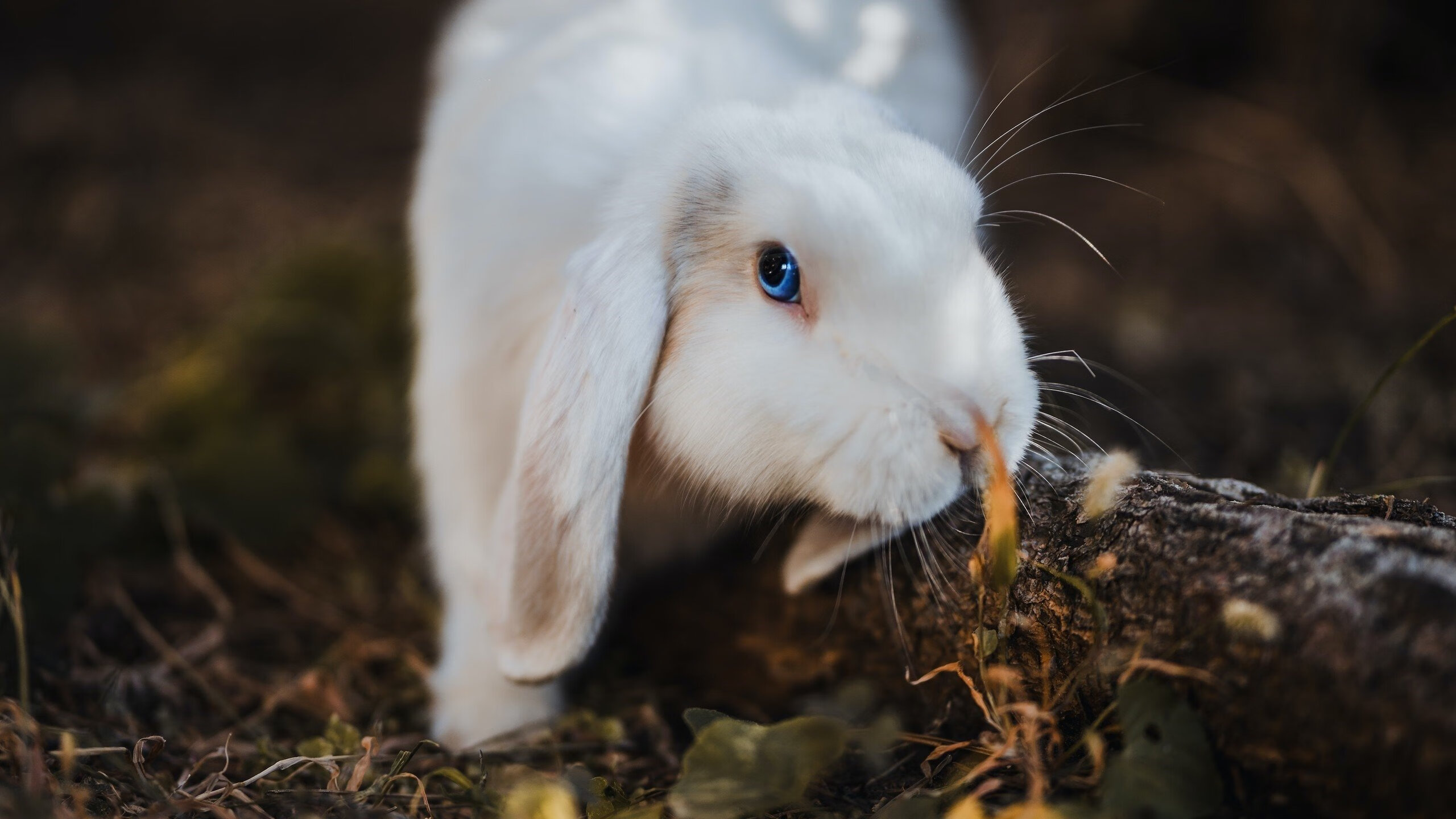 爱游戏多端接入-巴西队在2024年南美锦标赛中击败哥伦比亚队晋级决赛，巴西vs哥伦比亚2014